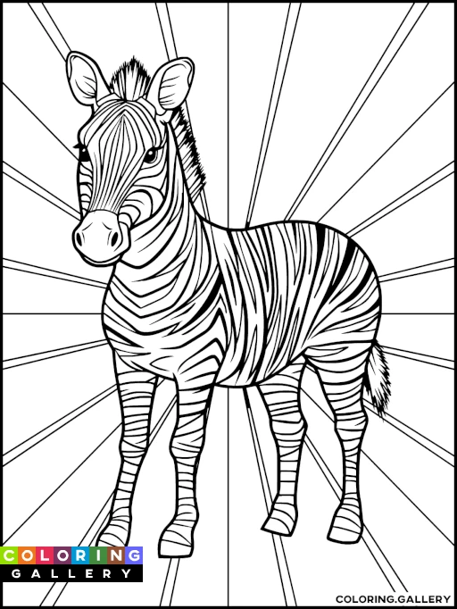 Zebra